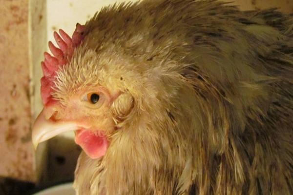 μυκοπλάσμωση σε οικόσιτα κοτόπουλα