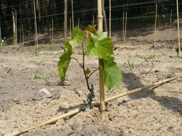 Plantar uvas