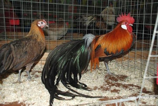 phoenix race af kyllinger