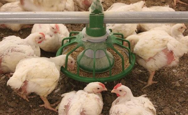 températures pour une gestion réussie des poulets de chair