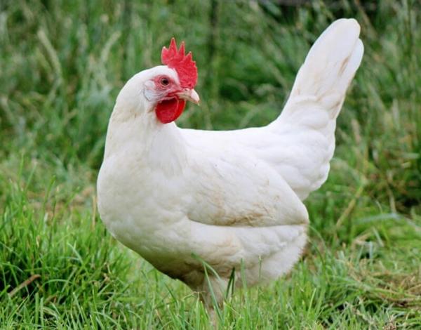 Russian white chickens