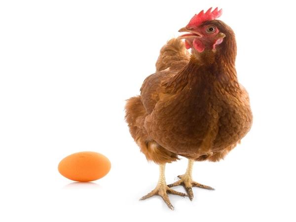 pollos huevos de línea alta