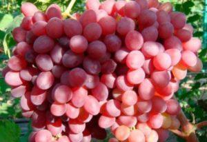 Descripción de las uvas Rosemus, reglas de plantación y cuidado.