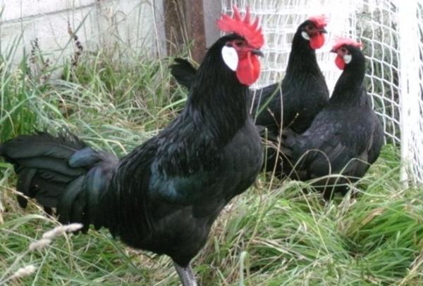 Minorca breed of chickens