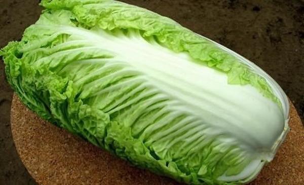 Salad cabbage