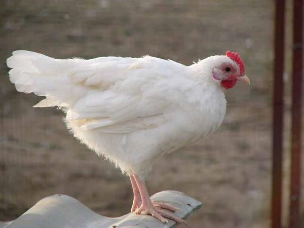 Rosyjskie białe kurczaki