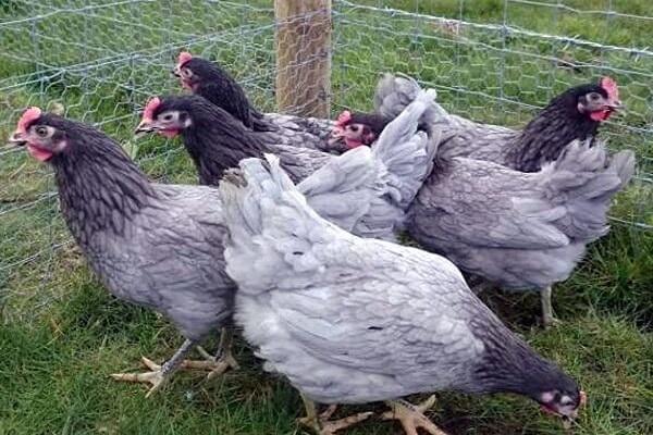 gekleurde kippen