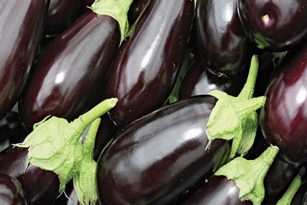  eggplant lie
