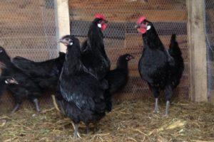 Beschreibung und Feinheiten der Haltung von Hühnern der Barbesier-Rasse