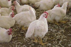 Περιγραφή και χαρακτηριστικά των κοτόπουλων κρεάτων Iza Hubbard, κανόνες αναπαραγωγής