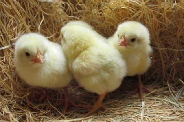 kläckande kycklingar