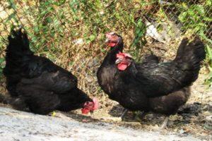 Beschrijving van de 6 beste kippenrassen met zwart verenkleed en regels voor het houden