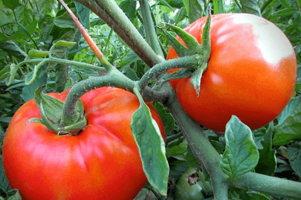 červené paradajky
