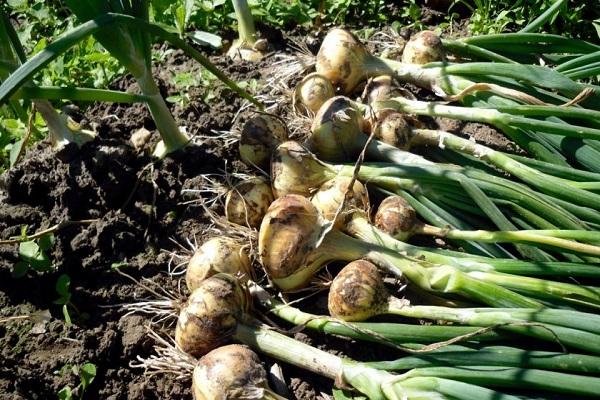 4 best ways to properly dry onions at home for the winter