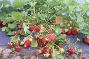 How to plant and care for strawberries according to the Frigo method