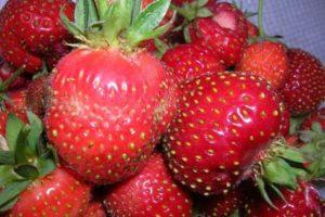 Paglalarawan ng mga varieties ng strawberry sa delicacy ng Moscow, pagtatanim at pangangalaga
