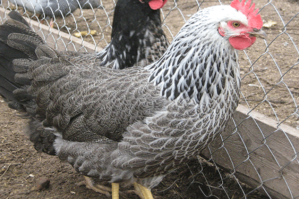 kycklingegenskaper
