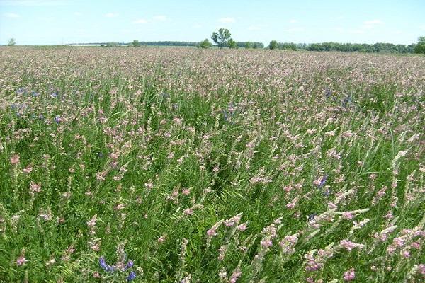 alfalfa fields