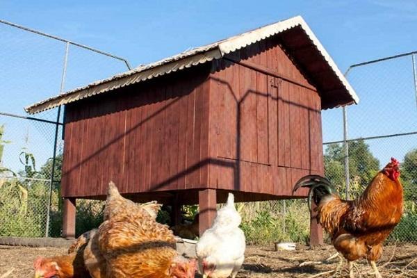 the chicken coop stands