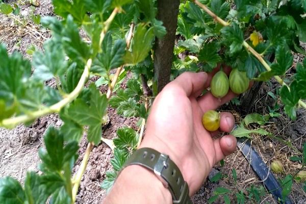 Description of Rodnik gooseberries, planting and care rules