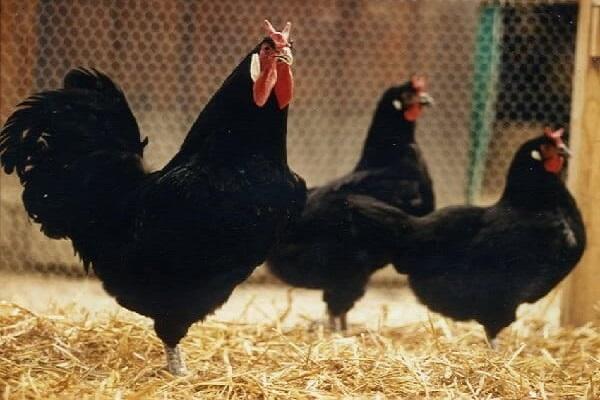 black chickens