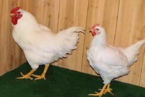 Description et règles d'élevage des poulets de la race Super Nick