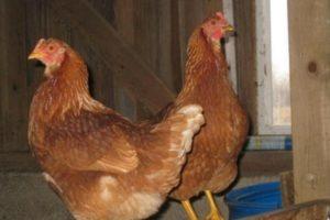 תיאור ומאפייני תרנגולות גזע טטרה, כללי תחזוקה