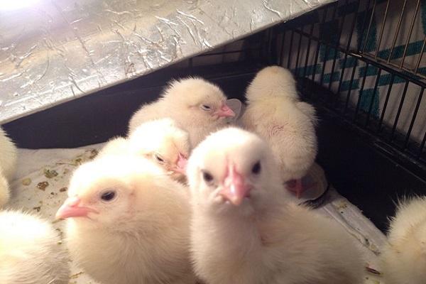 first chicks