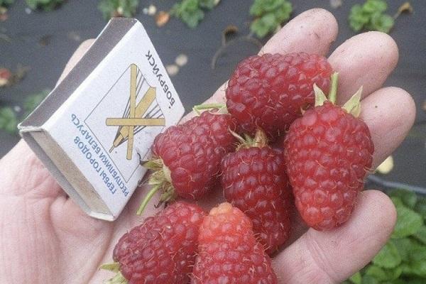 Description and technology of growing Joan Jay raspberries