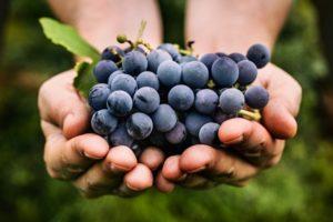 Monastrell vīnogu audzēšanas apraksts un smalkumi