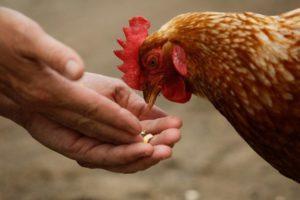 Er det muligt at give rå kartofler til kyllinger, og hvordan man kan fodre fuglene korrekt