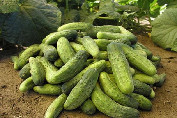 a bunch of cucumbers