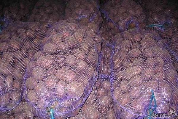 Kartoffeln in Netzen