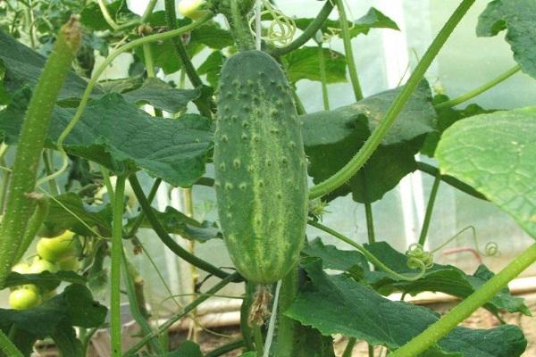 cucumber grows