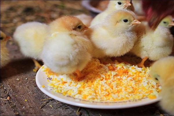 food for chicks