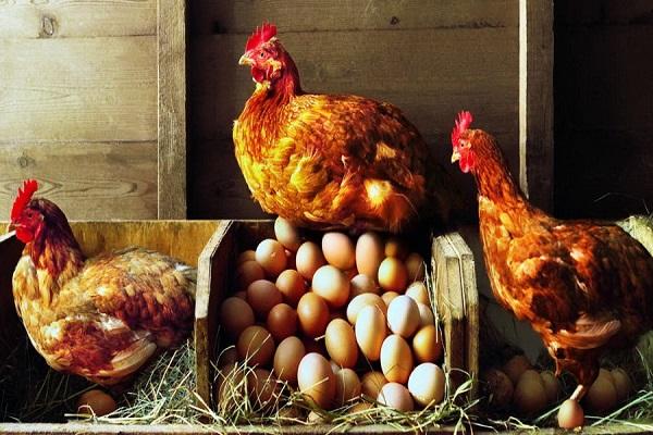 eggs and chickens