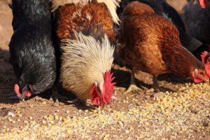 Hvad er faren for manglen på skaller i diæt med kyllinger, sammensætningen og hvordan man giver den korrekt