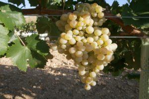 Description and characteristics of the Ayren grape variety, planting and care