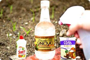TOP 5 highly effective recipes for preparing weed remedies with vinegar, rules for destruction