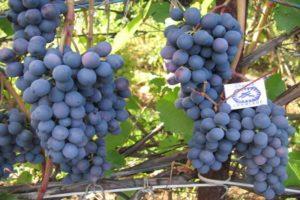 Denisovska vīnogu apraksts, stādīšanas un kopšanas noteikumi