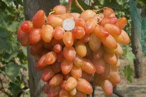 Opis winogron Dixon, zasady sadzenia i pielęgnacji