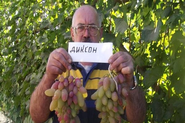 Dixon grožđe