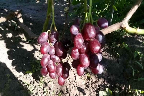 Opis i subtelności uprawy winogron Everest