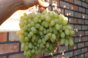 Description of Heliodor grapes, planting and care rules