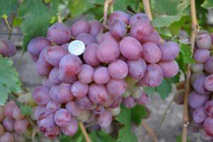 Graf Monte Cristo vīnogu un audzēšanas tehnoloģijas apraksts