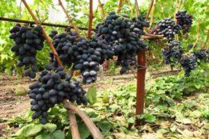 Descripción de las uvas negras de Kishmish, cultivo y variedades.