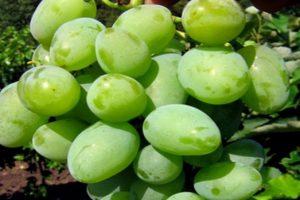 Kokur vīnogu apraksts, stādīšanas un audzēšanas noteikumi