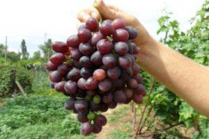 Description and characteristics of Krasa Nikopol grapes, planting and care