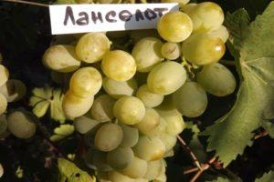 „Lancelot“ vynuogių auginimo aprašymas ir taisyklės