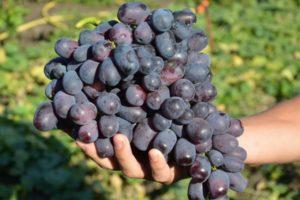 Description and subtleties of growing Lorano grapes